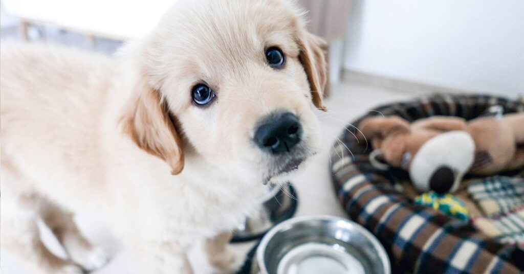 Golden retriever puppy looking up beside a water bowl. A plush toy and dog bed are in the background, creating a cozy scene.