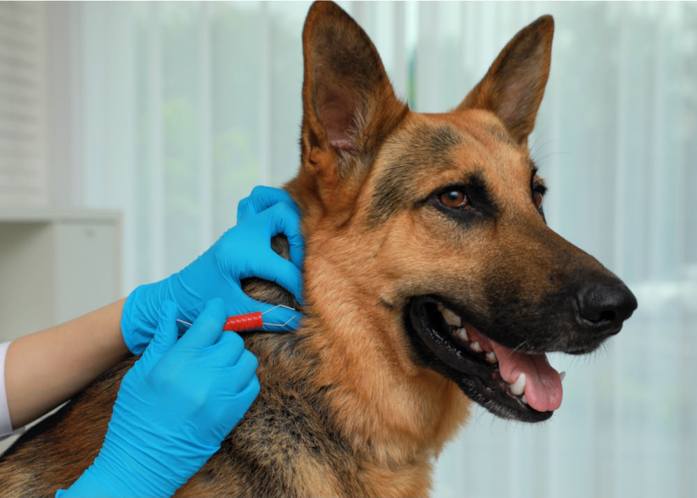 veterinarian removing tick from german shepherd dog