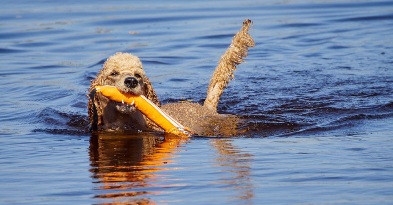 sweating dog cooling of in the water 
