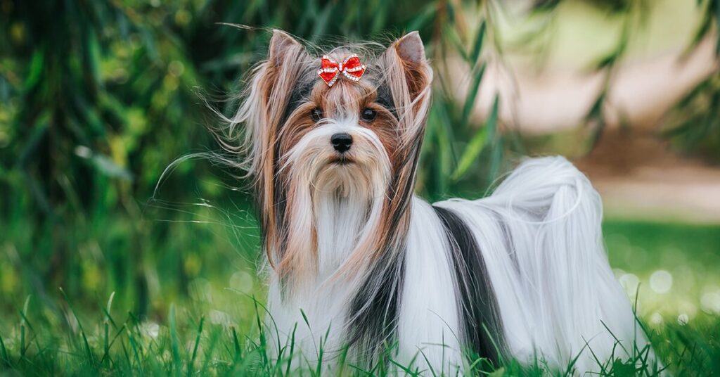 biewer-terrier_rare-dog-breeds