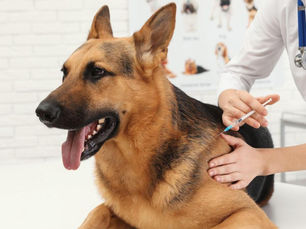 german shepard dog at the vet getting the lepto vaccine