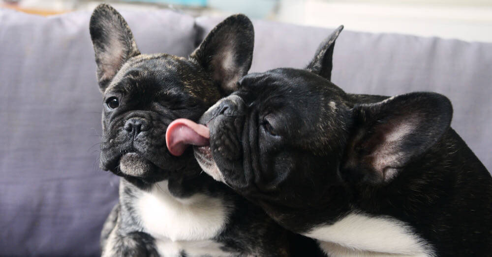 two brindle french bulldog puppies with one licking the others' face