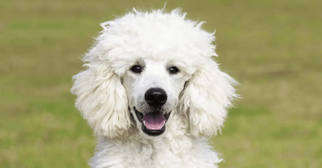 Poodle dog breed