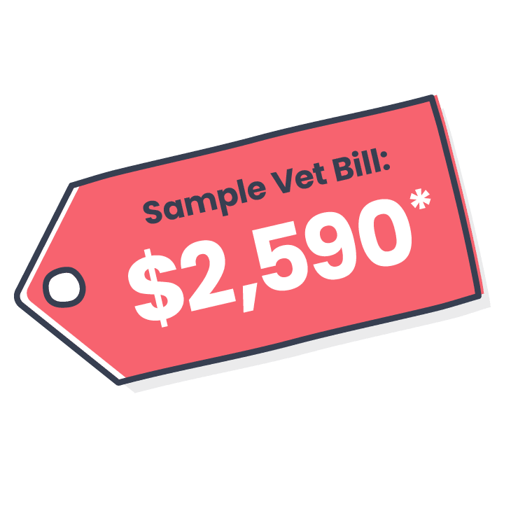 vet-bill-for-toxin-ingestion_common-puppy-accidents