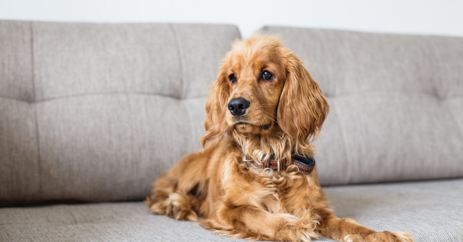 A Cocker Spaniel on a gray couch
