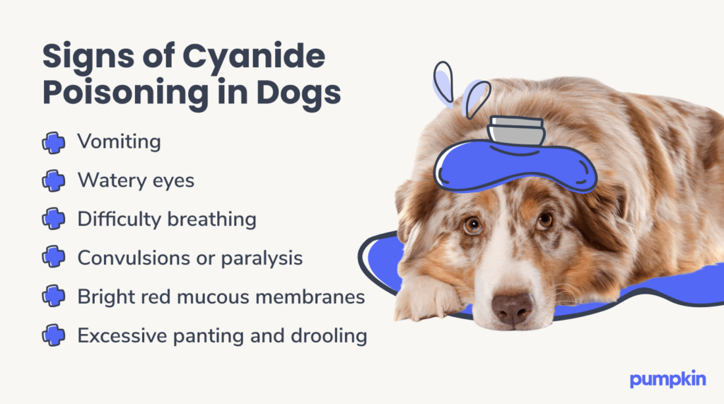 infographic titled 'Signs of cyanide poisoning in dogs'