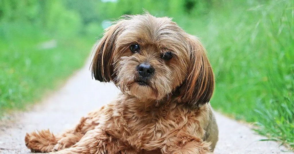 a Lhasa Apso puppy sitting outside
