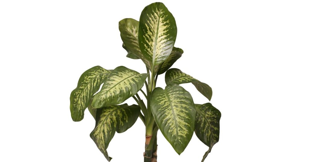 dieffenbachia plant