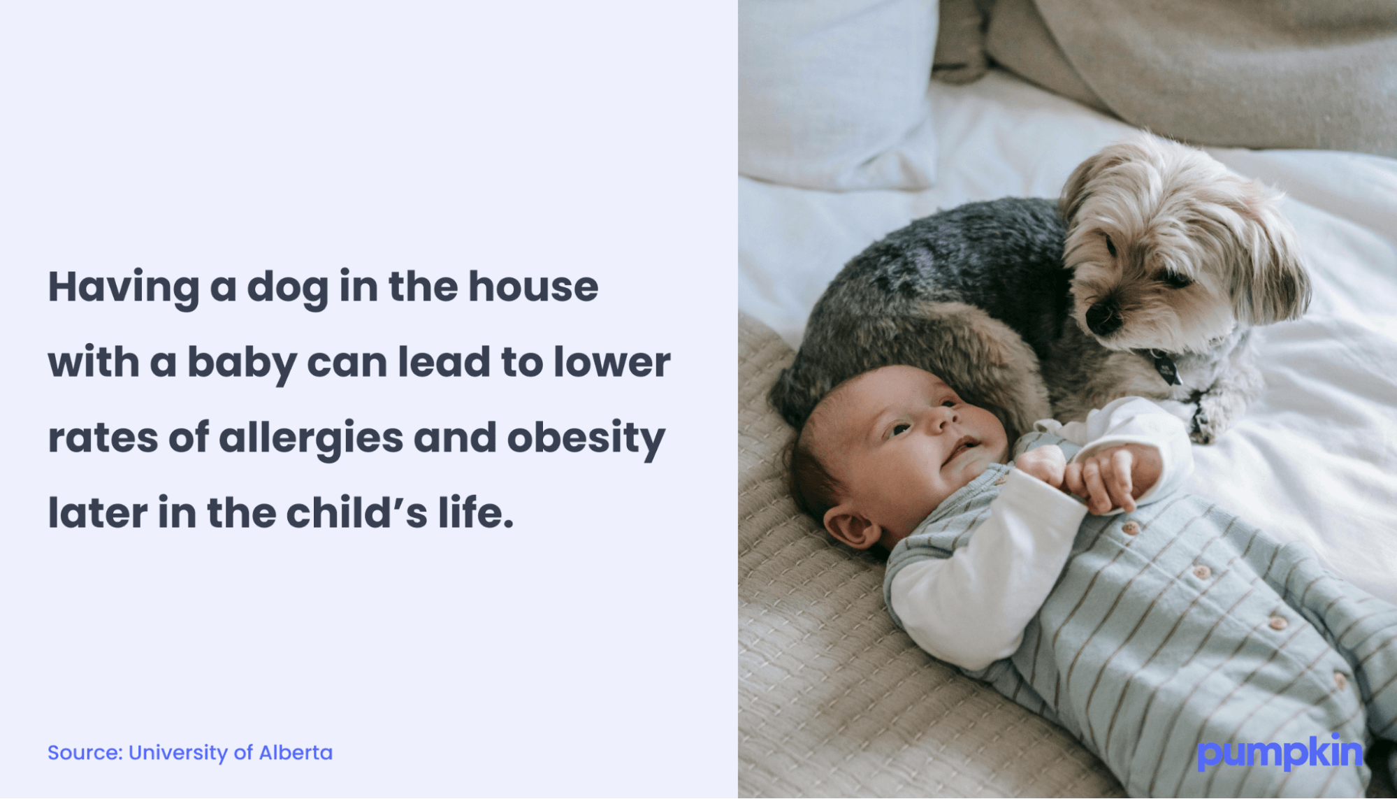 Infographic explaining that having a dog in the house with a baby can lead to lower rates of allergies and obesity later in the child’s life.