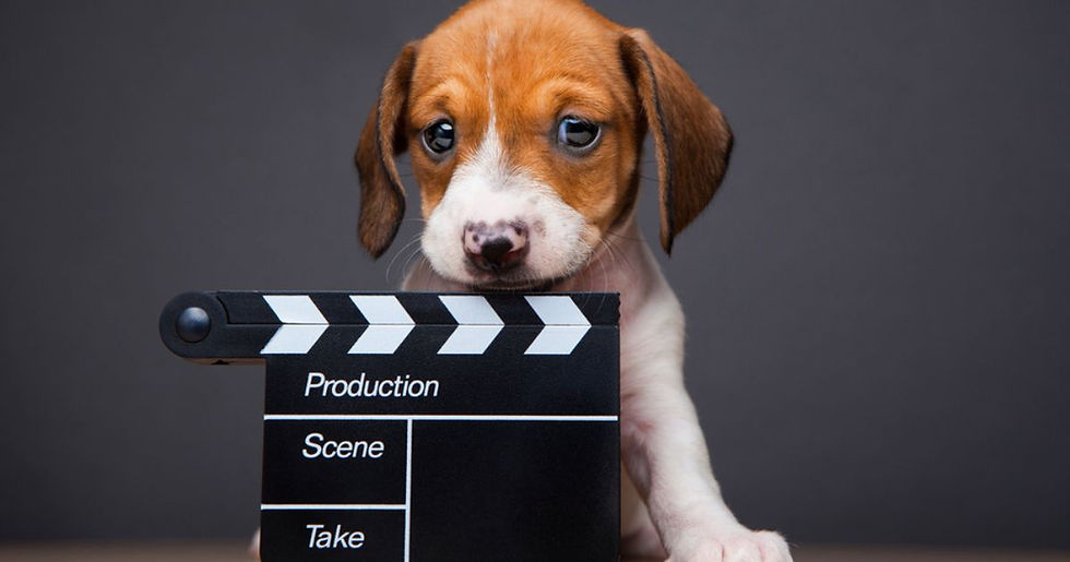15 Dogs in Movies That Made Us Love Dogs More