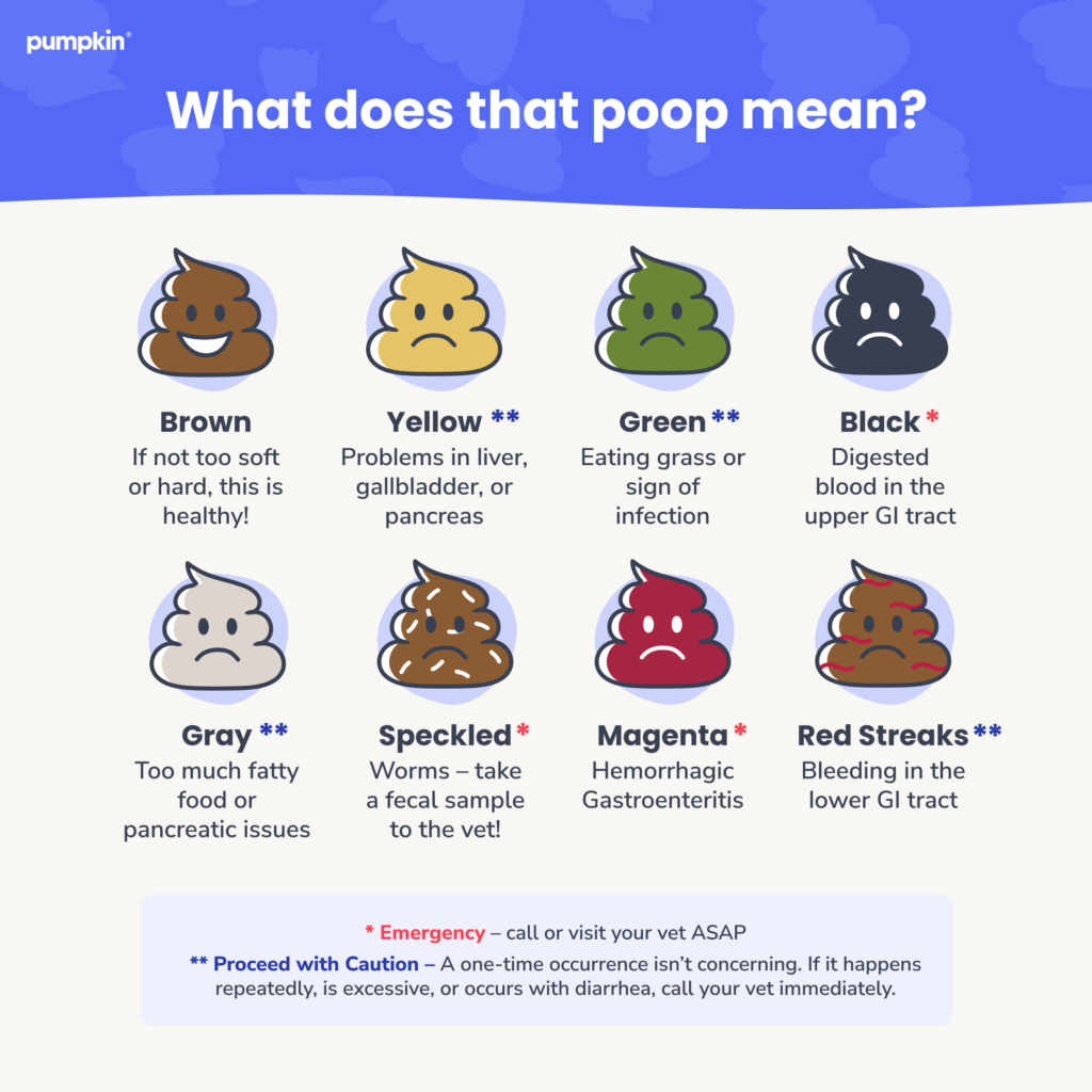 infographic showing different colors of dog poop and their meaning