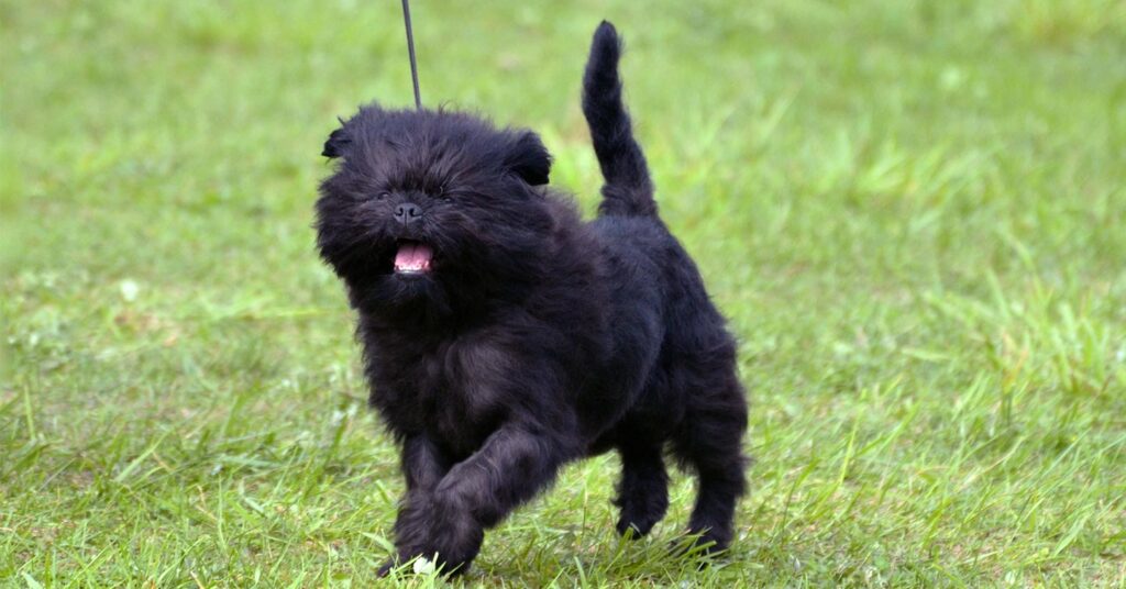 affenpinscher-running_hypoallergenic-dogs