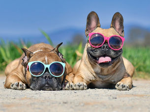 Two dogs wearing sunglasses in the sun