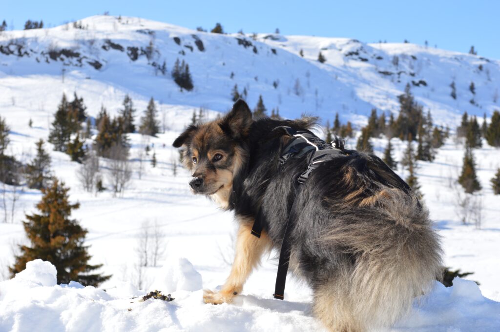 Finnish Lapphund dog wearing harness in the snow