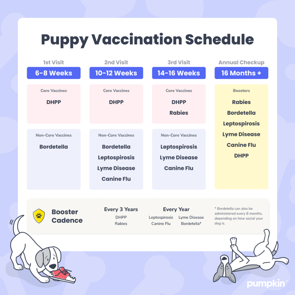 Puppy vaccination schedule Pumpkin