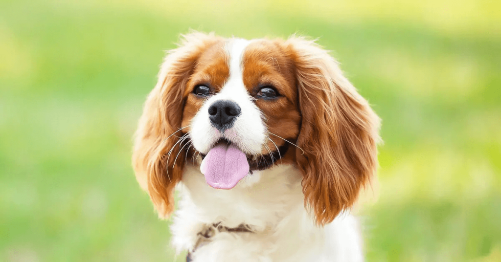 Cavalier King Charles Spaniel sitting in grass