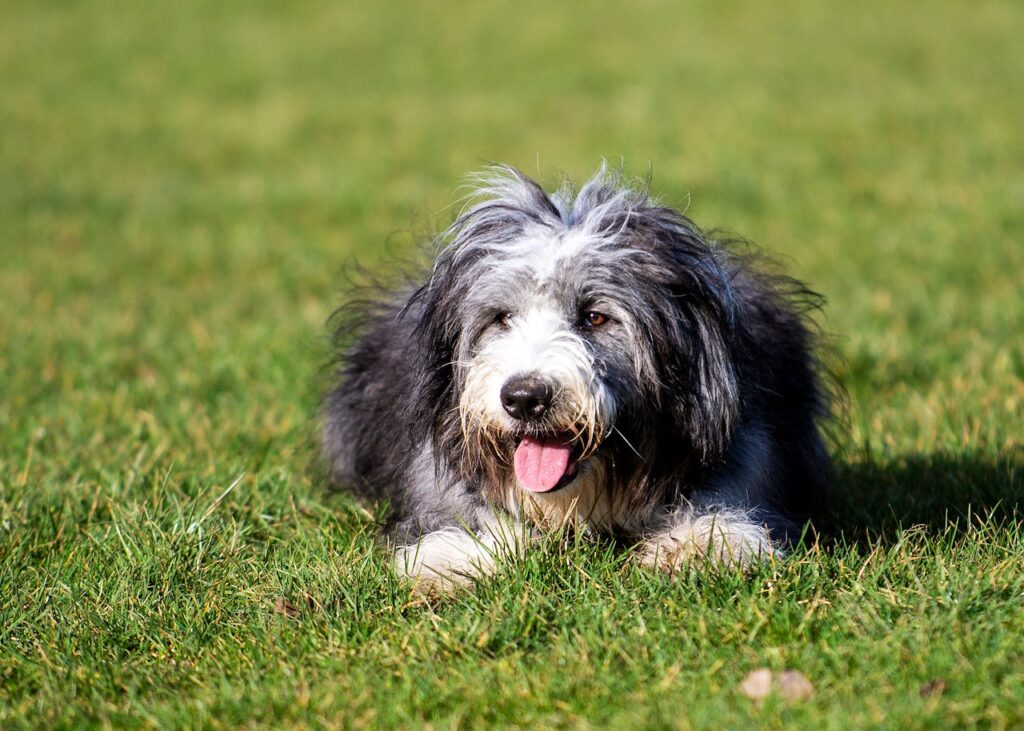Bearded Collie laying in grass