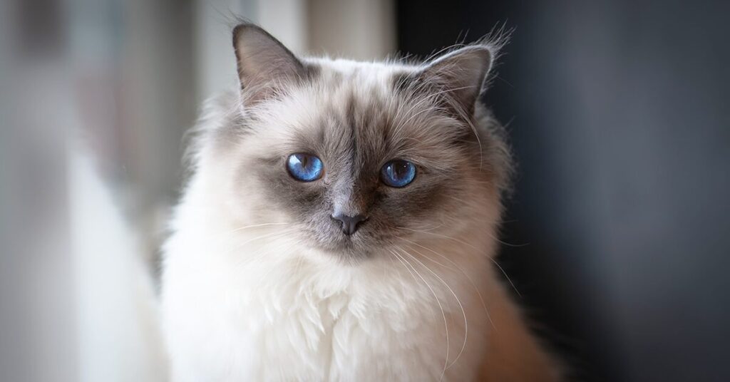 birman-cat_best-cats-for-kids