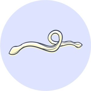 illustration of a roundworm
