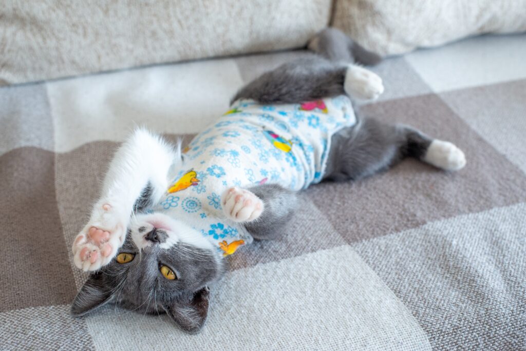 a gray cat wearing a post-surgical wrap and lying down