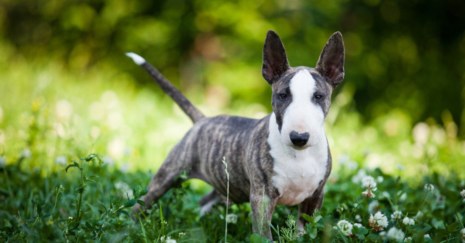A Bull Terrier standing in some wildflowers