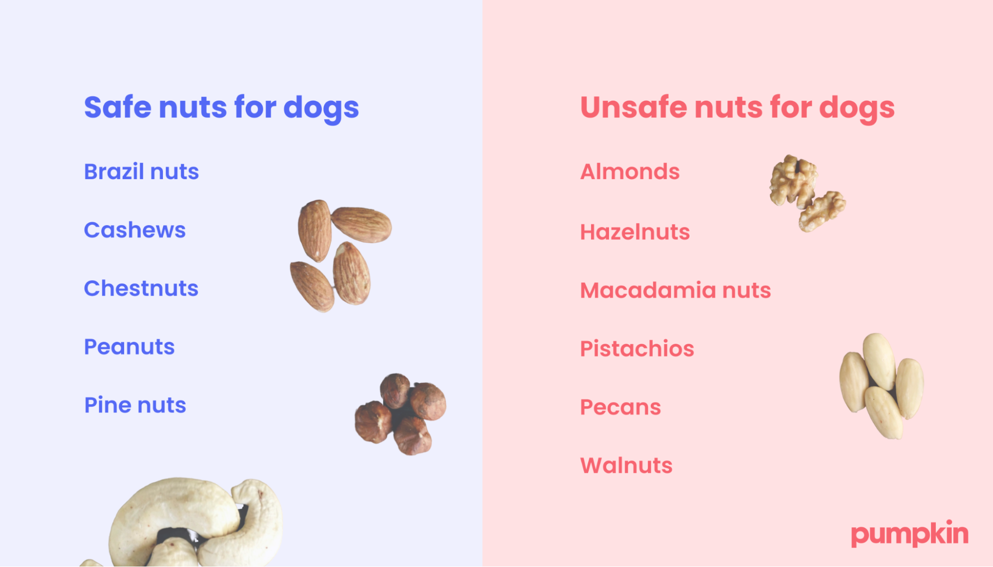A list of safe and unsafe nuts for dogs