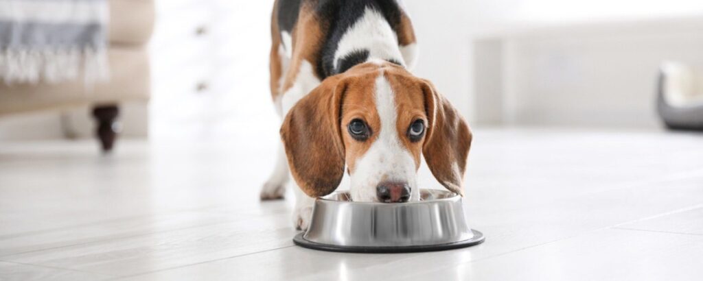 feeding-new-puppy