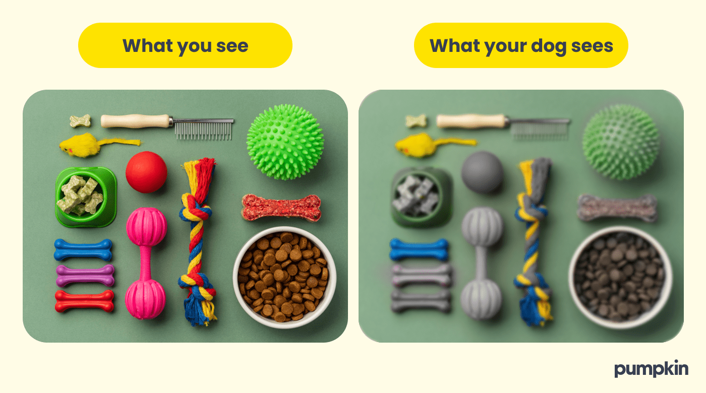 side by side photos showing How humans see pet products versus how dogs see them