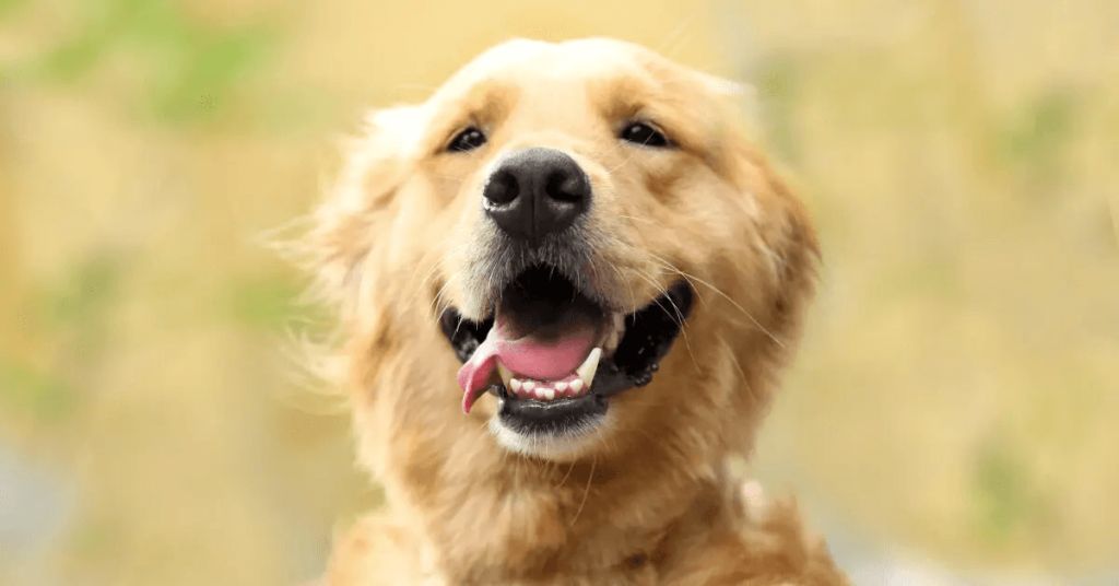 Golden Retriever dog breed