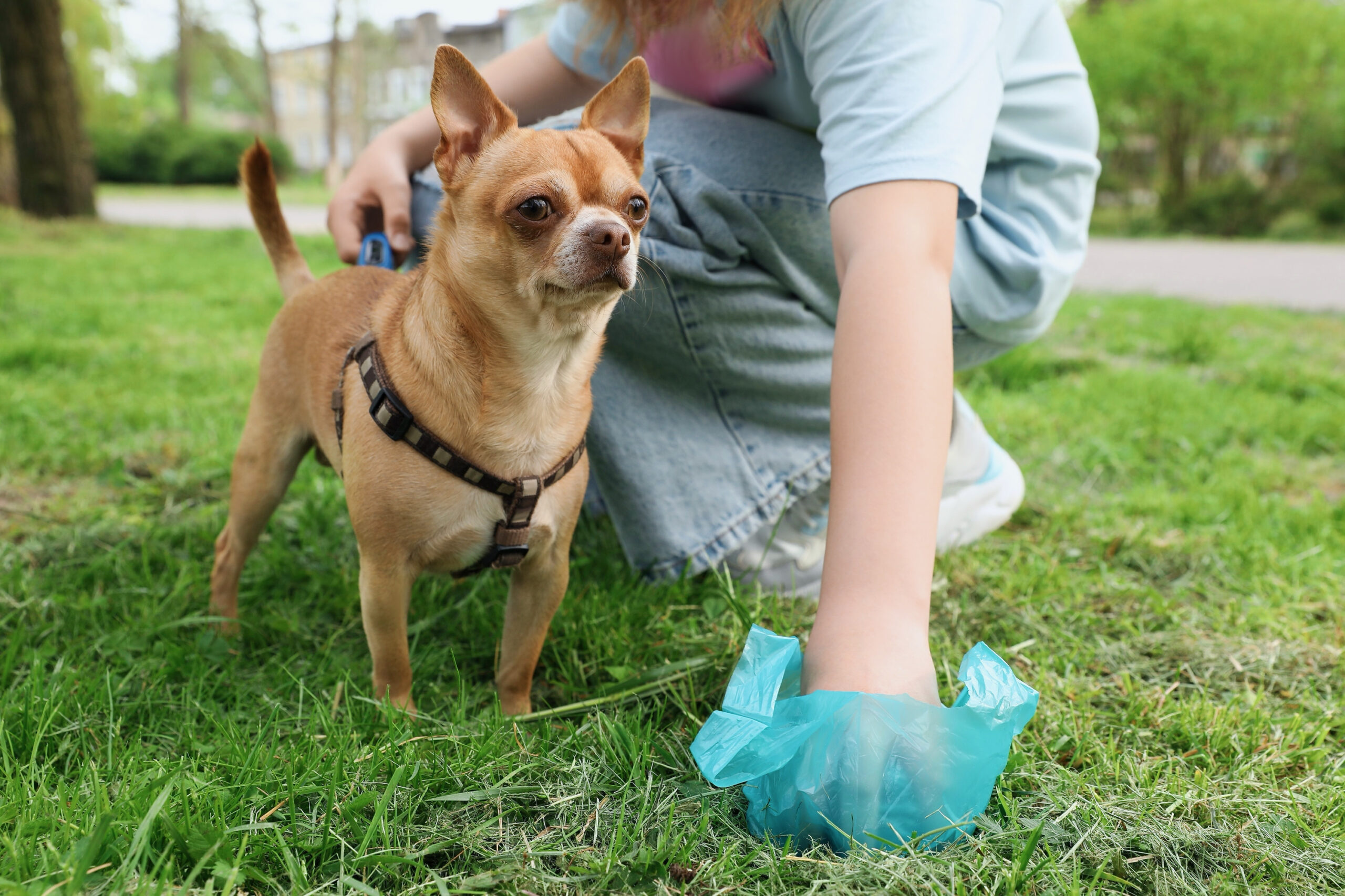cute dog and woman picking up dog poop on a walk