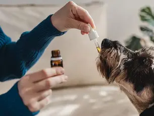 dog taking CBD oil