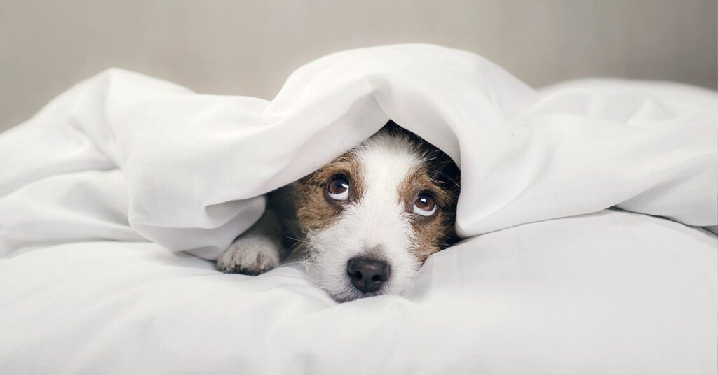 Dog with white and brown fur peeks out from under white blanket, looking up with wide eyes. Cozy indoor setting, calm mood.