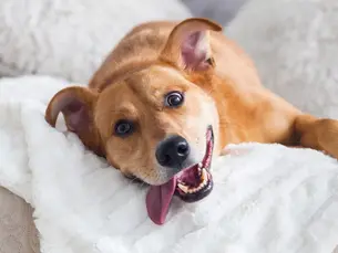 dog with the best name ever