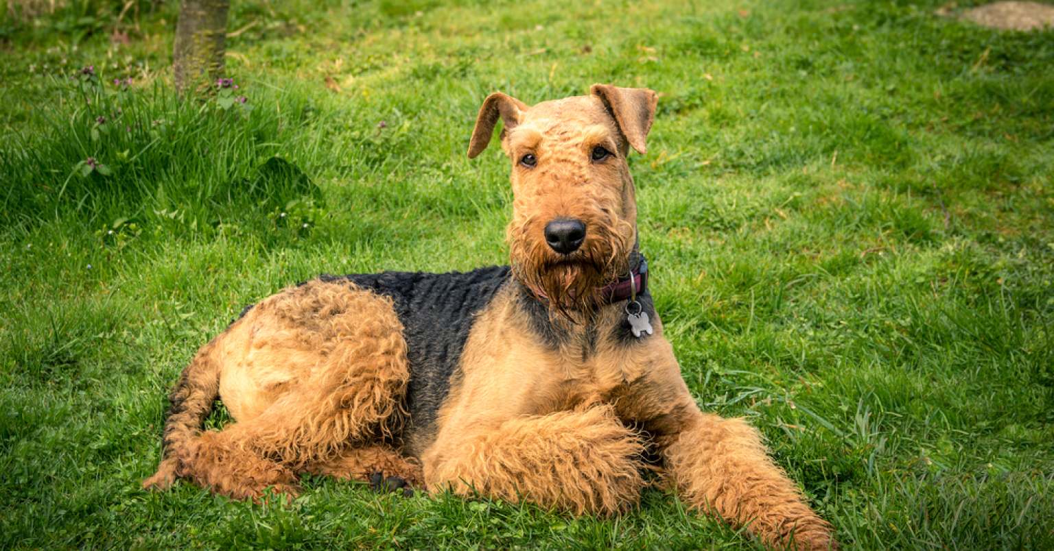 An Airedale Terrier laying on green grass