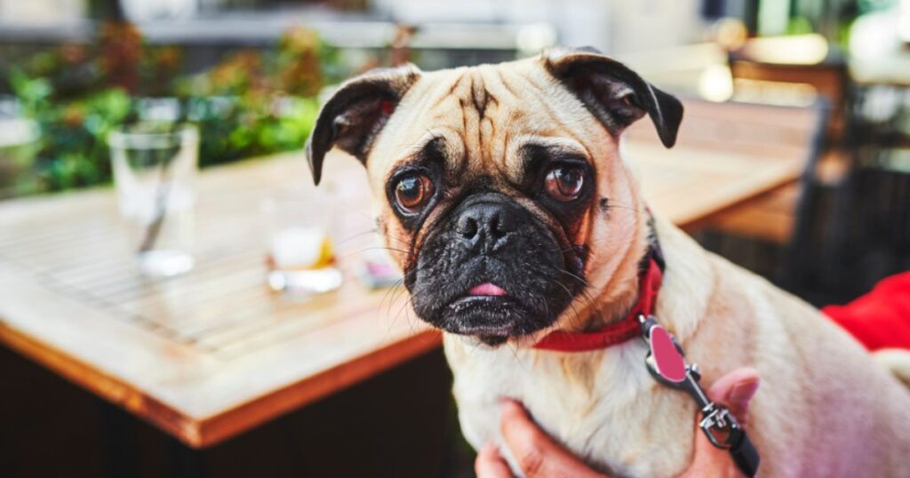 dog out at a restaurant outdoors next to beer