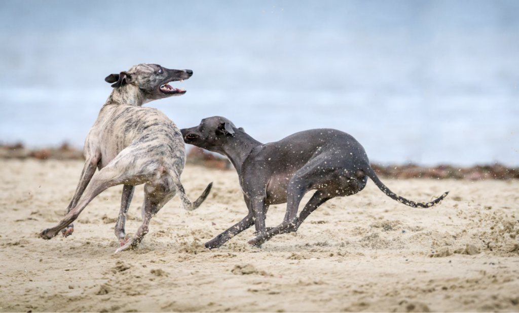 two Greyhounds running in the sand