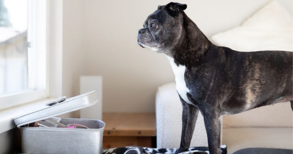 Boston Terrier Pug mix (Bugg) looking out the window