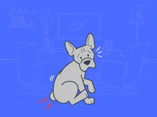 dog with painful anal glands