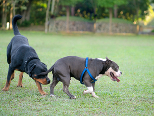 Why Do Dogs Sniff Butts? It’s the Official Dog Handshake!