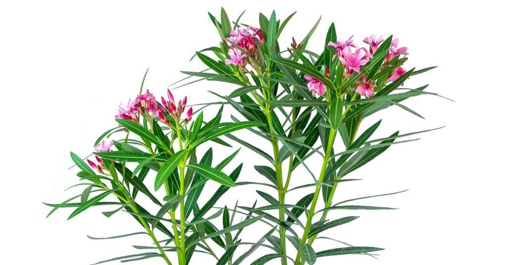 nerium oleander plant