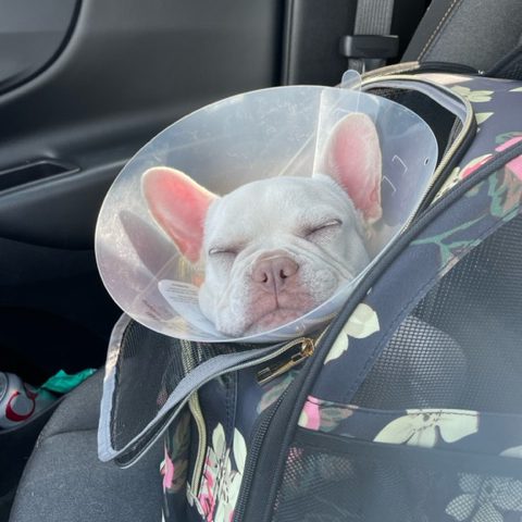 trudy-french-bulldog
