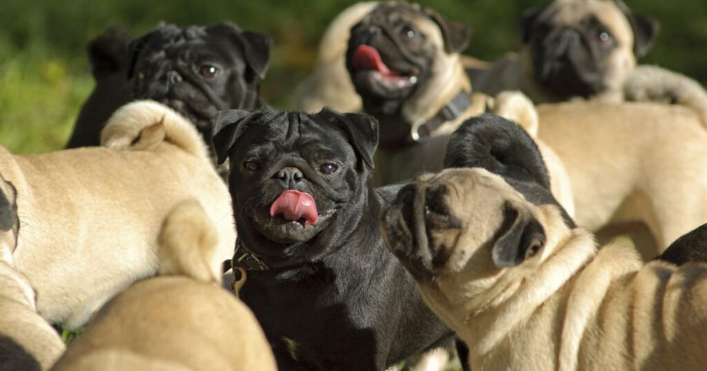 grumble of different pugs
