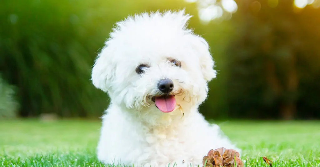 a smiling bichon frise with white coat