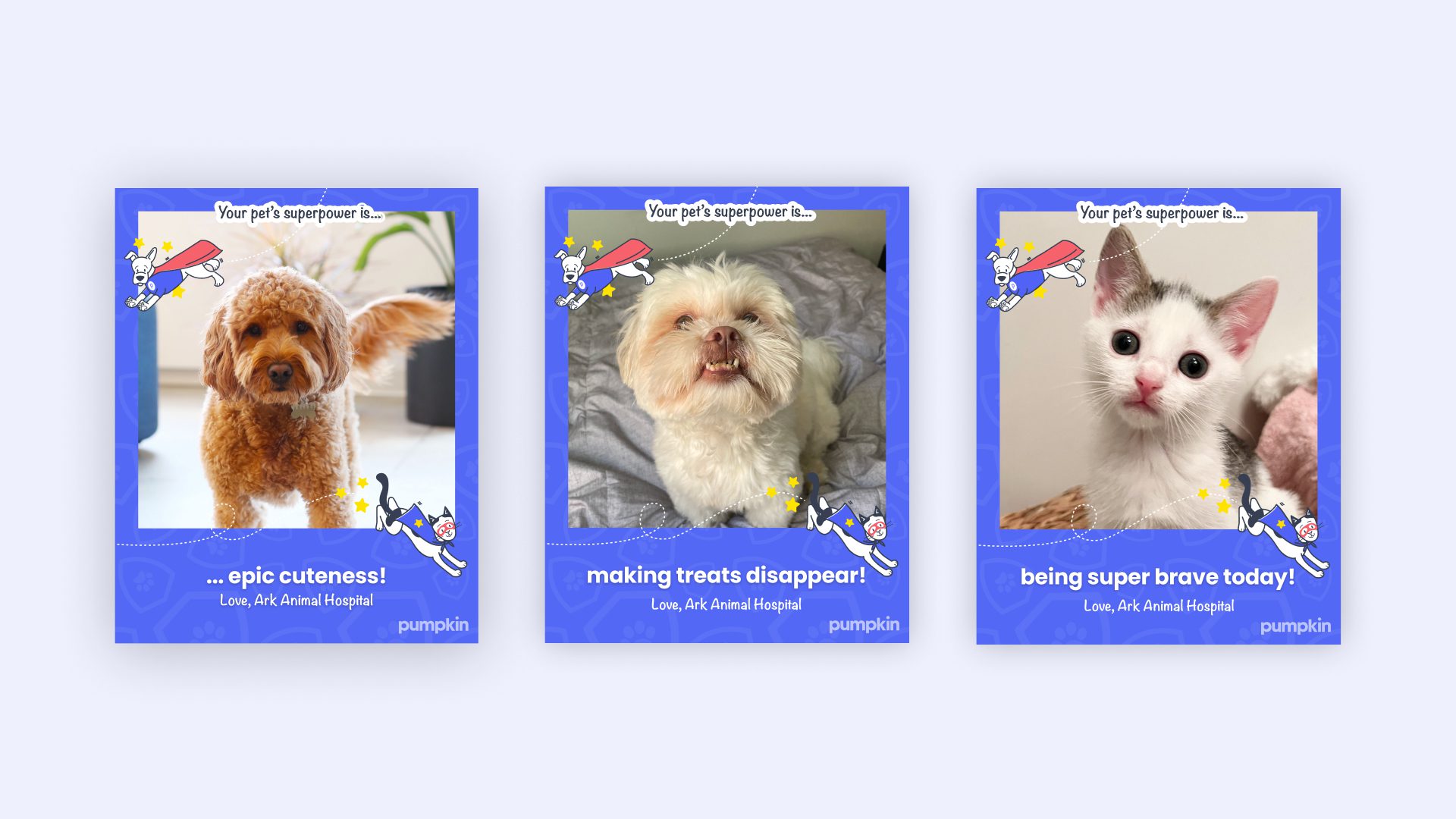 Three polaroid photographs or pets