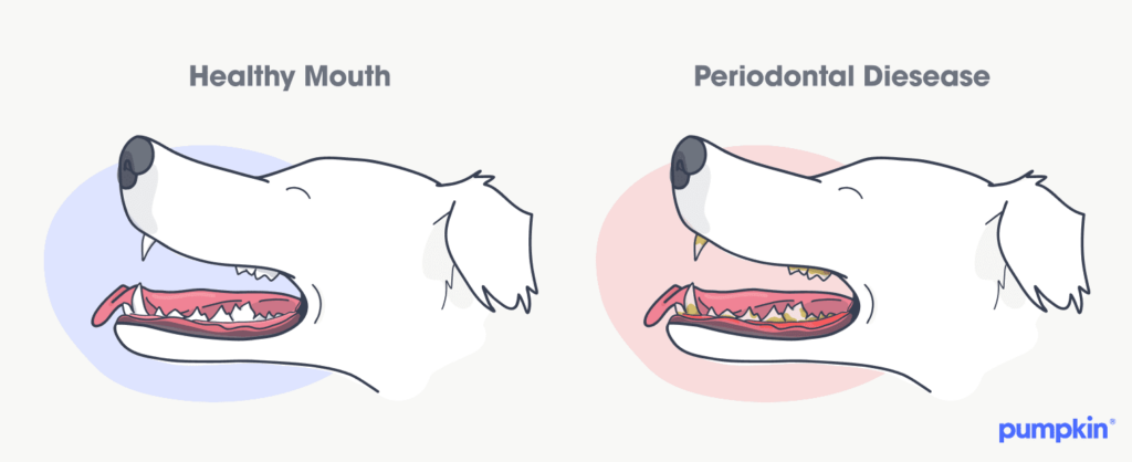 side by side illustration of a health dog mouth and a dog with periodontal disease