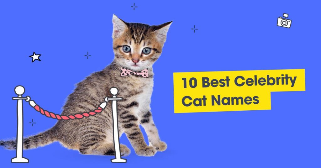 graphic with text that reads '10 best celebrity cat names'