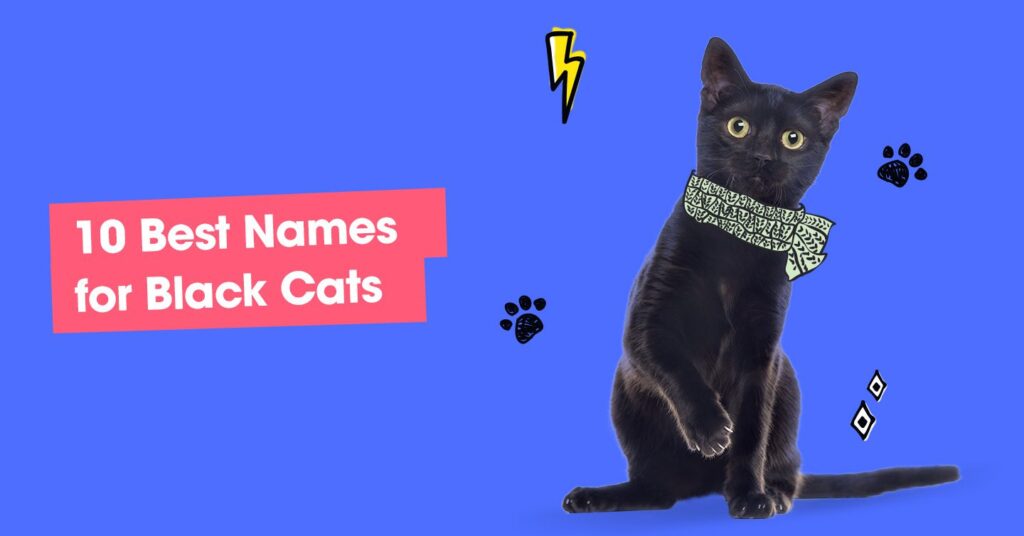 graphic with text that reads '10 best names for black cats'