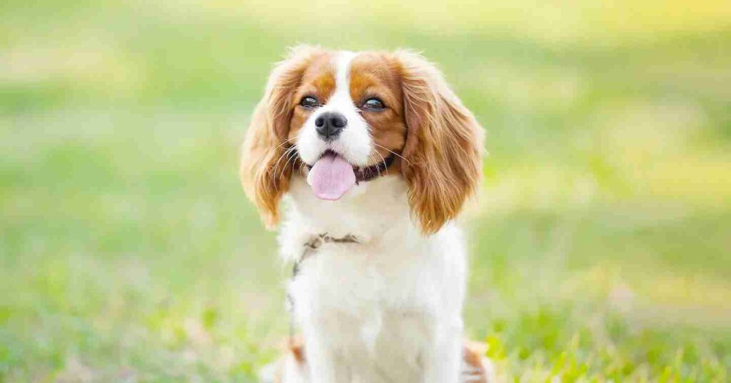Cavalier with tongue out outdoors