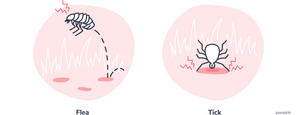 flea-and-tick-comparison-diagram_flea-and-tick-prevention-for-dogs