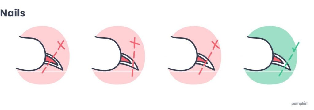 how-to-cut-dog-nails-diagram_dog-health